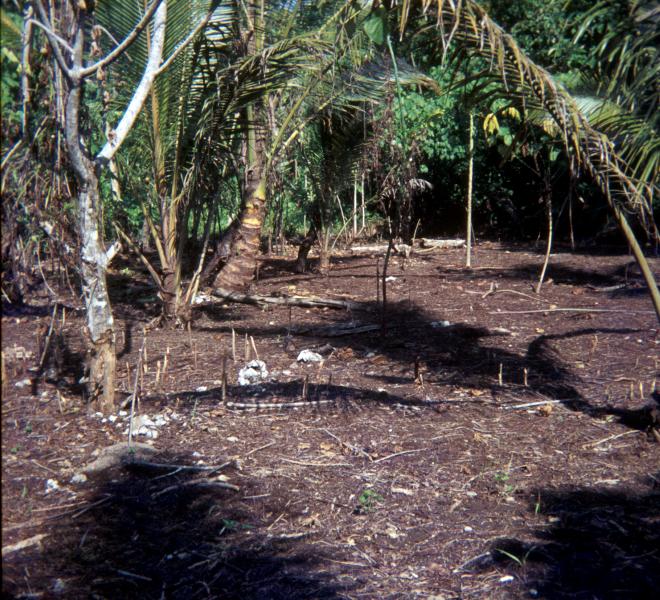 rl6-looking-se-toward-mangrove