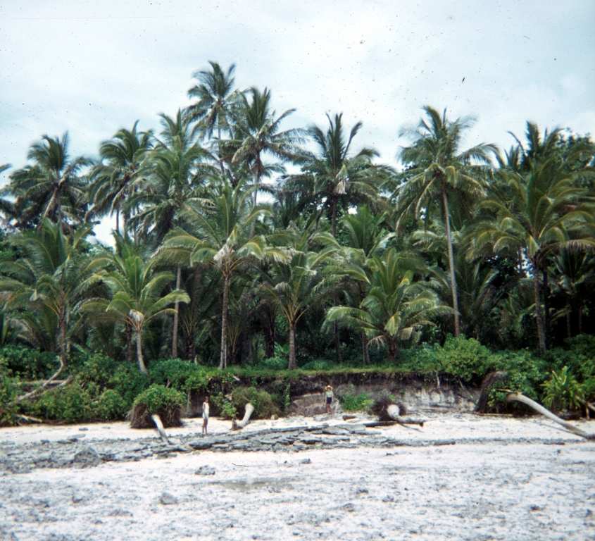 beech-section-pileni-atoll-reef-island-ii
